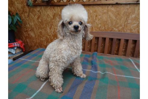 販売中のトイプードルの親犬